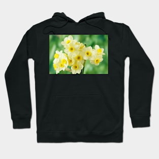 Narcissus  &#39;Pacific Coast&#39;  AGM    Division 8 Tazetta Daffodil Hoodie